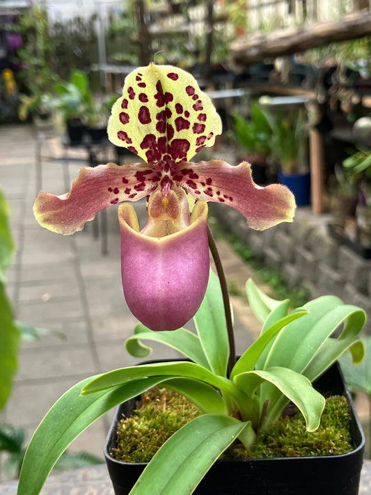 Paphiopedilum Grower's Choice