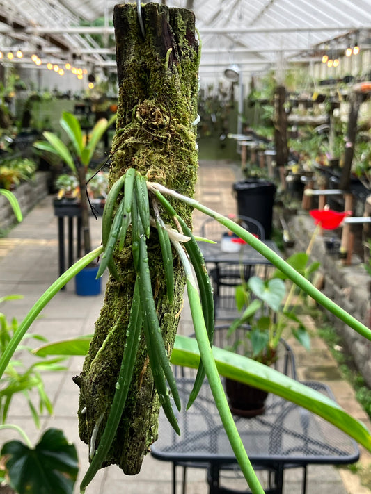 Leptotes Pohlitinocoi