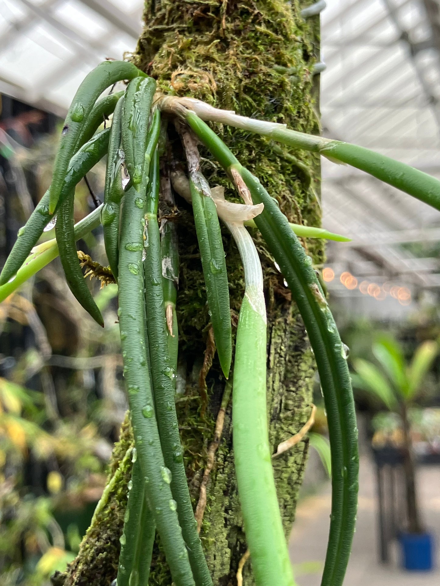Leptotes Pohlitinocoi