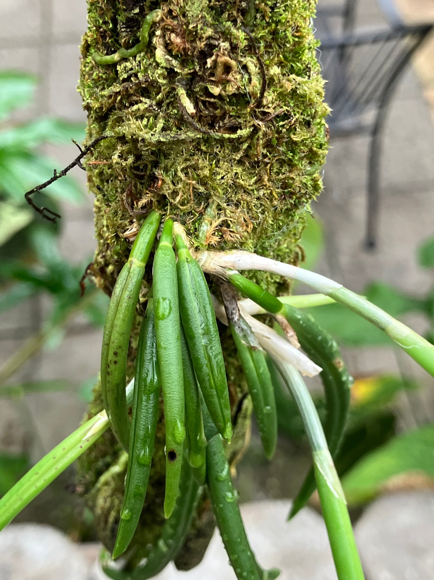 Leptotes Pohlitinocoi