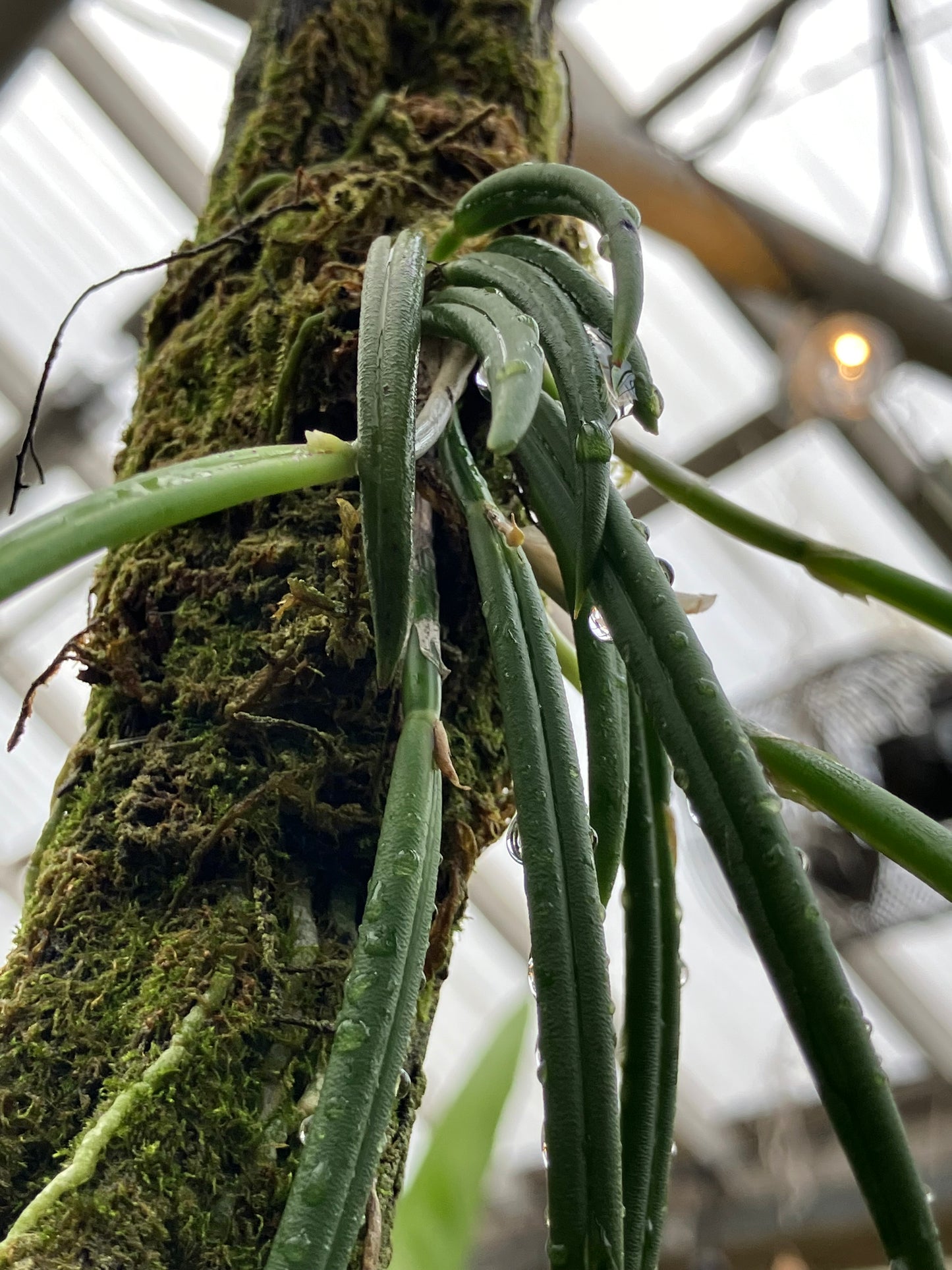 Leptotes Pohlitinocoi