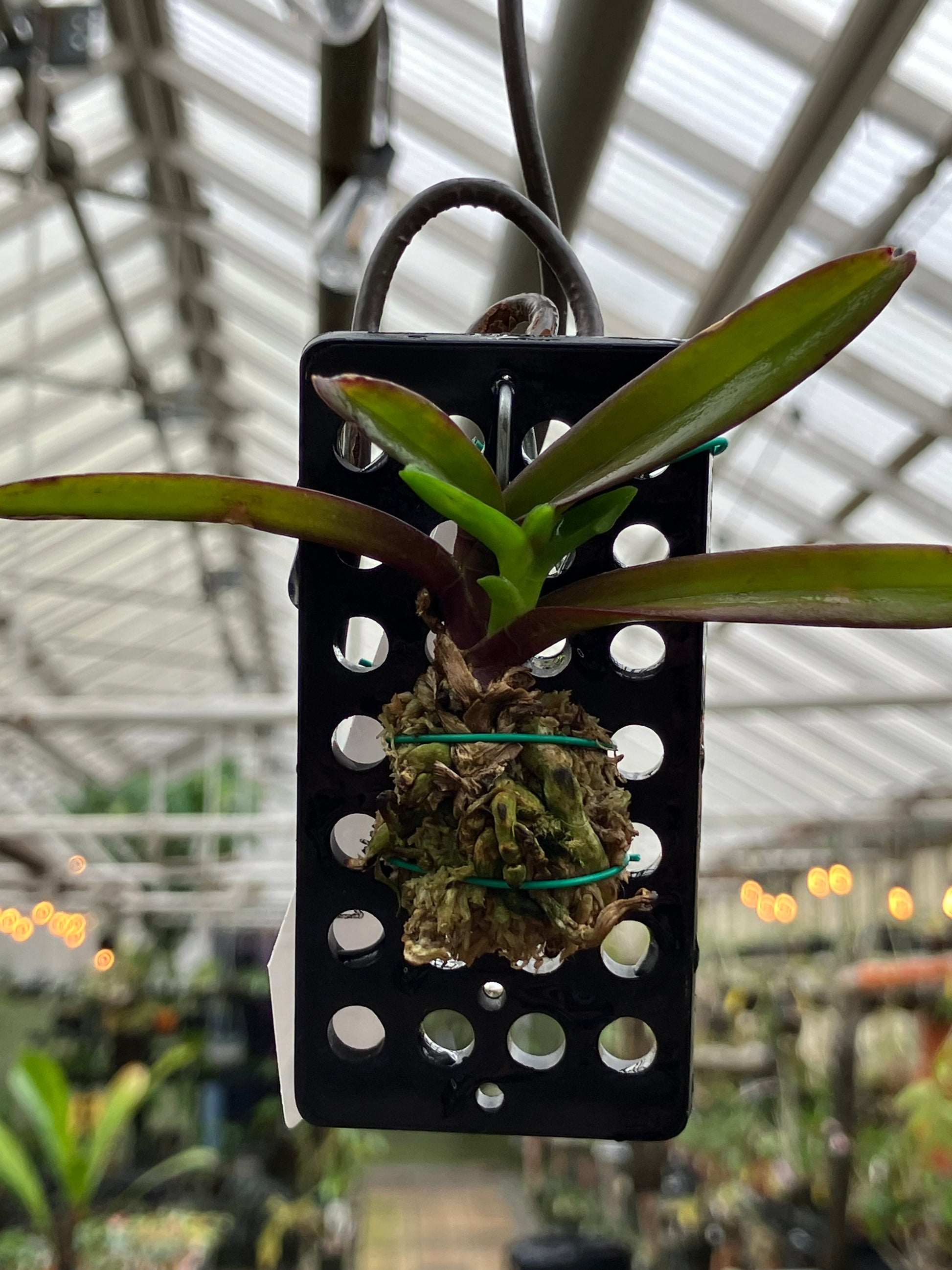 nana air plant Vanda Nana – Emerald City Orchids