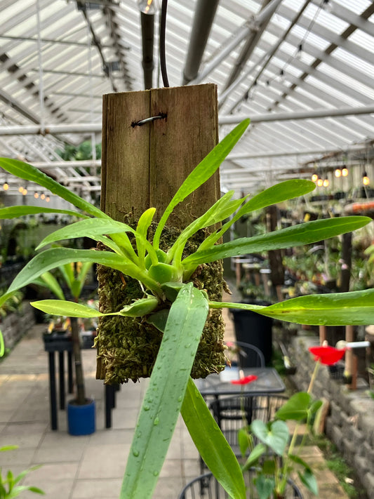 Oncidium Cheirophorum