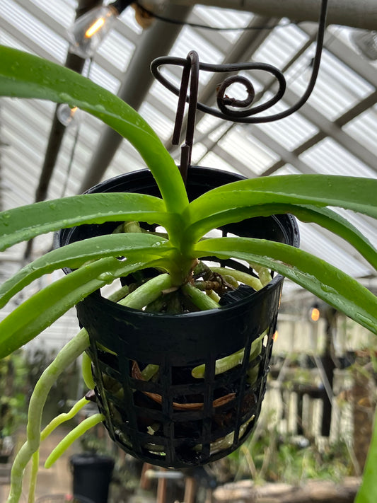 Vanda Violeta