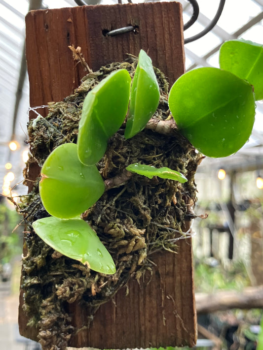 Meiracyllium Trinasutum f. Alba