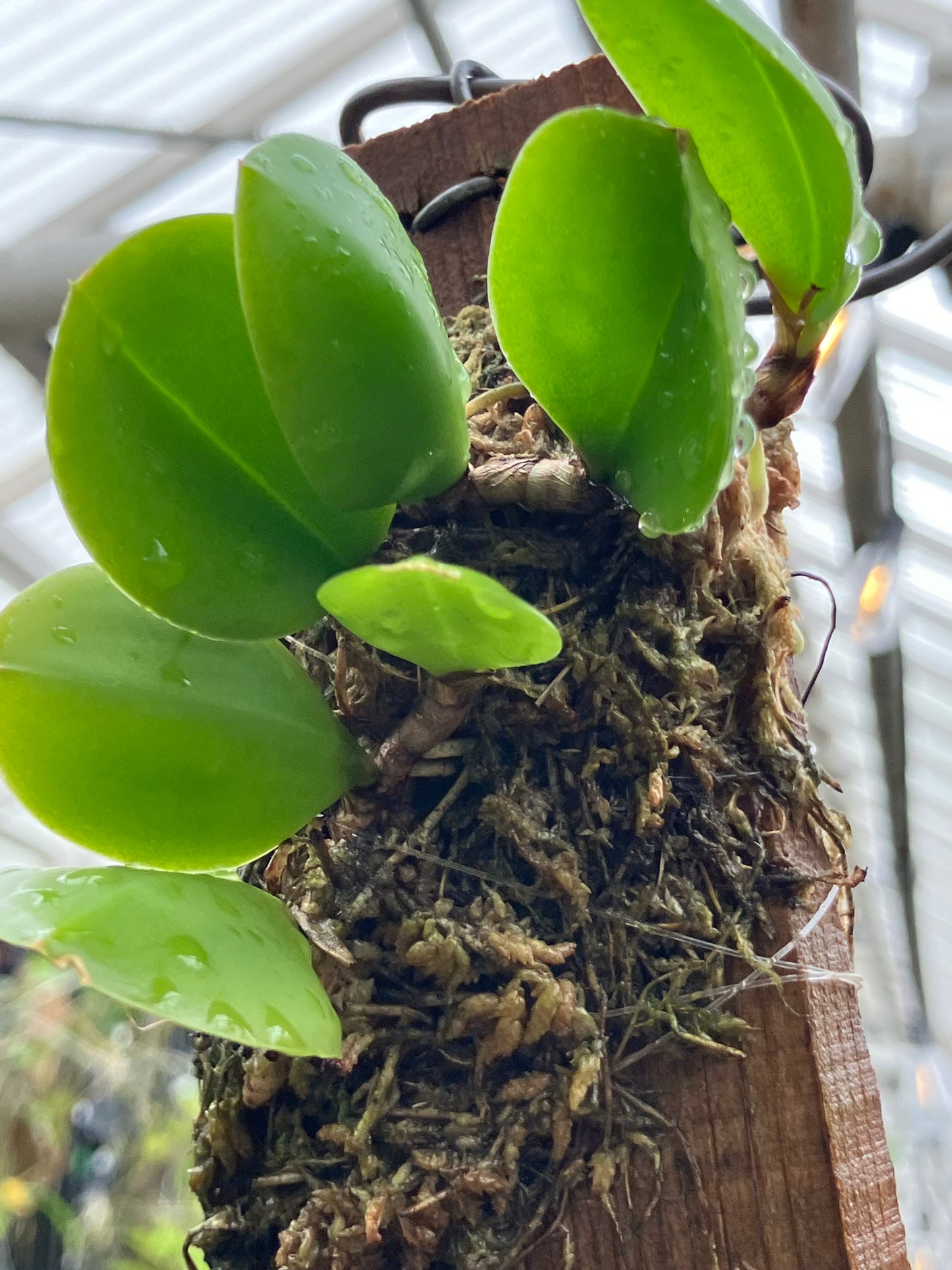 Meiracyllium Trinasutum f. Alba