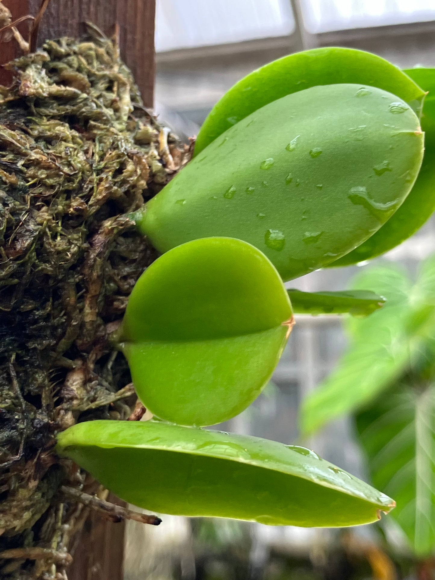 Meiracyllium Trinasutum f. Alba