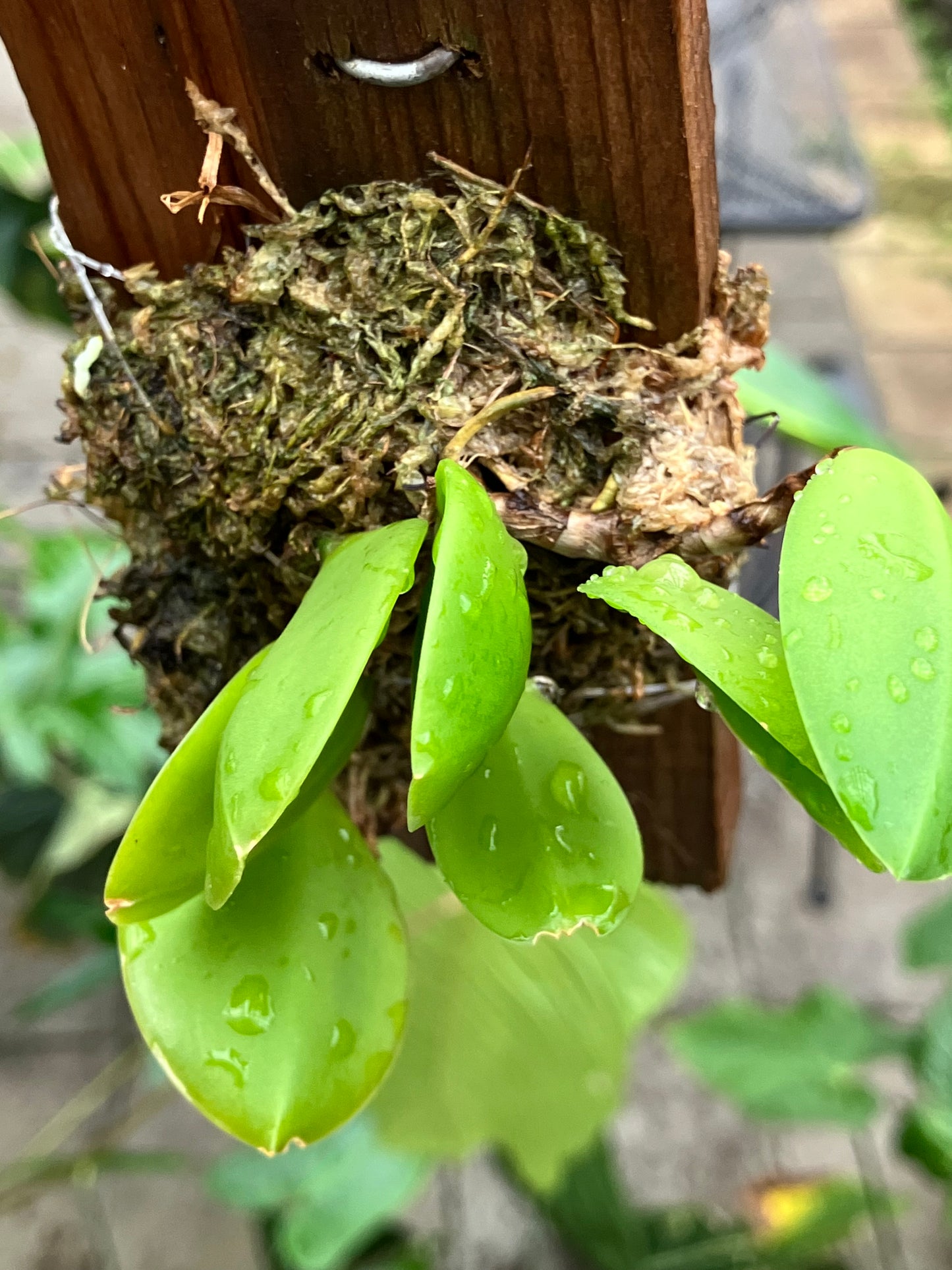 Meiracyllium Trinasutum f. Alba