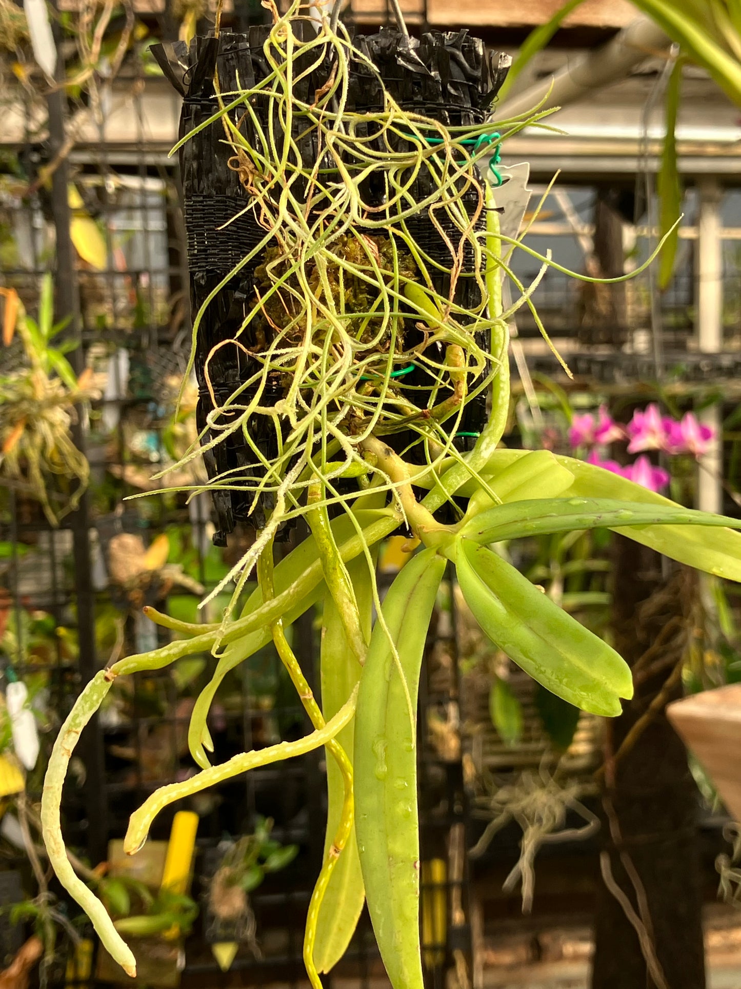 Gastrochilus Bellinus