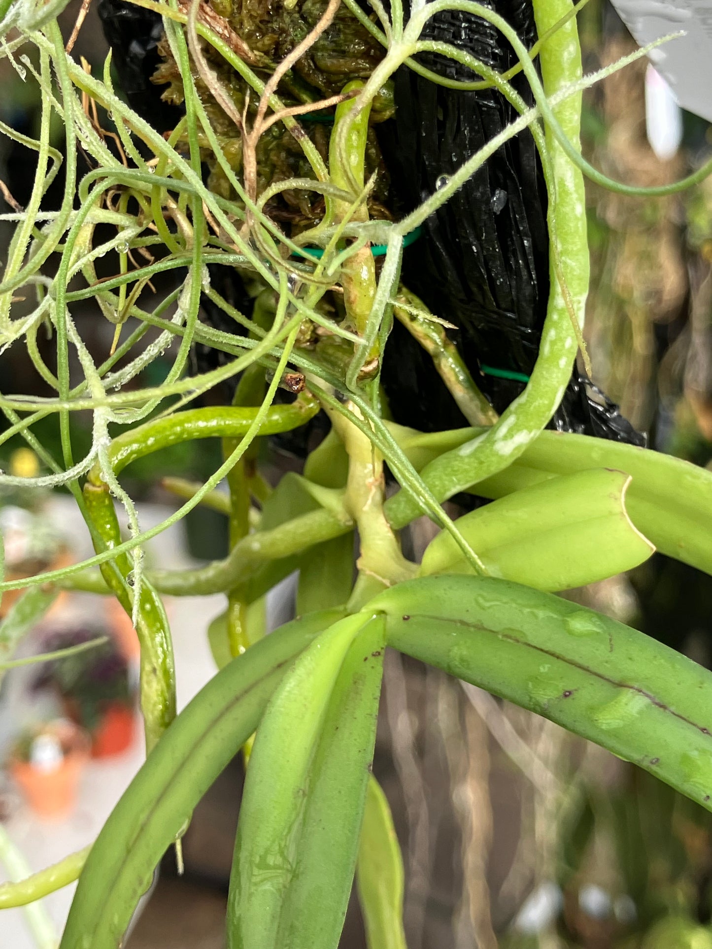 Gastrochilus Bellinus