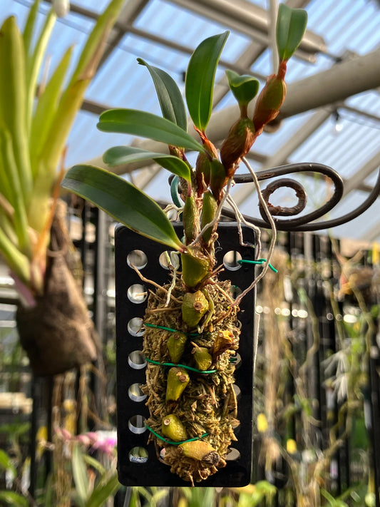 Epigeneium Clemensiae