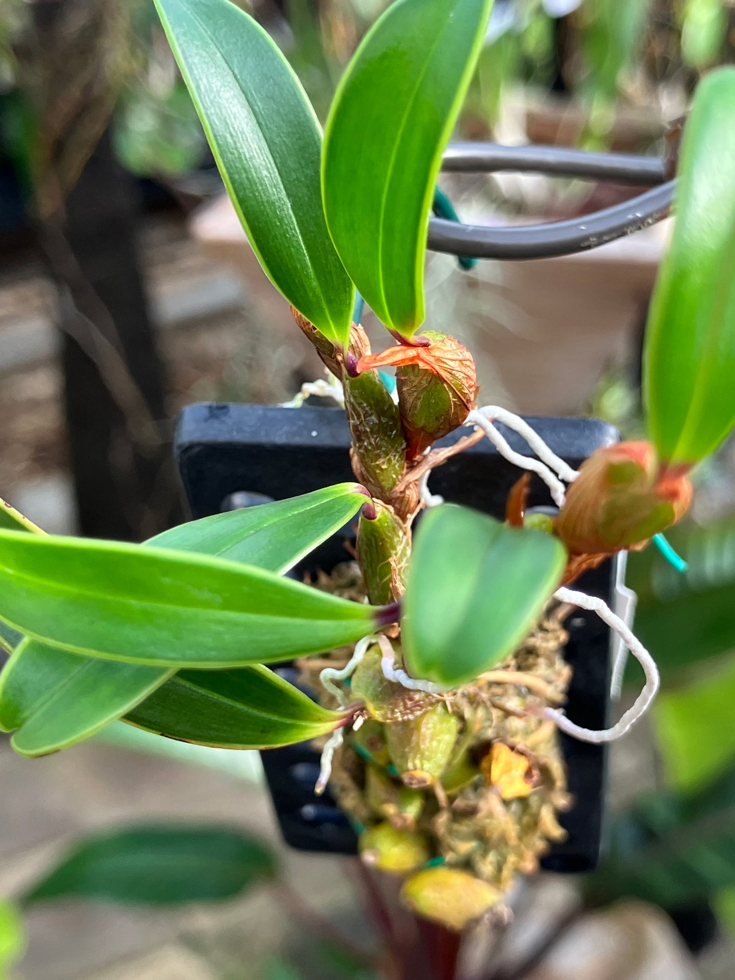 Epigeneium Clemensiae