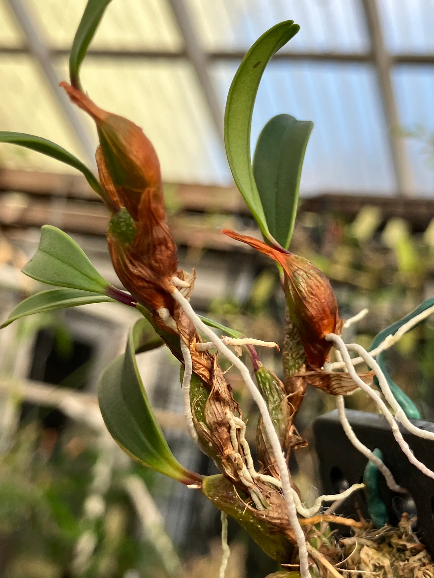 Epigeneium Clemensiae