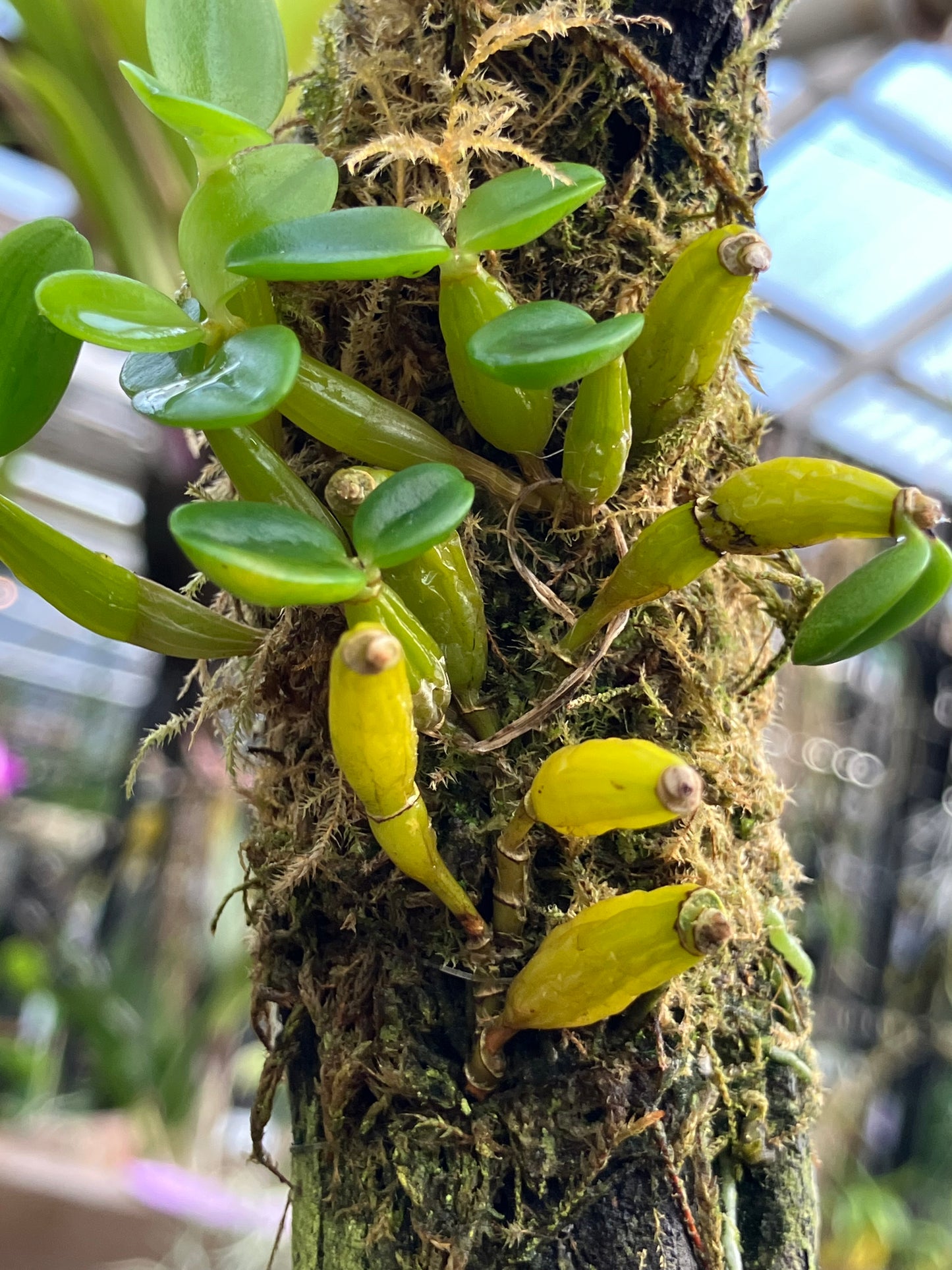 Dendrobium Quadrangulare