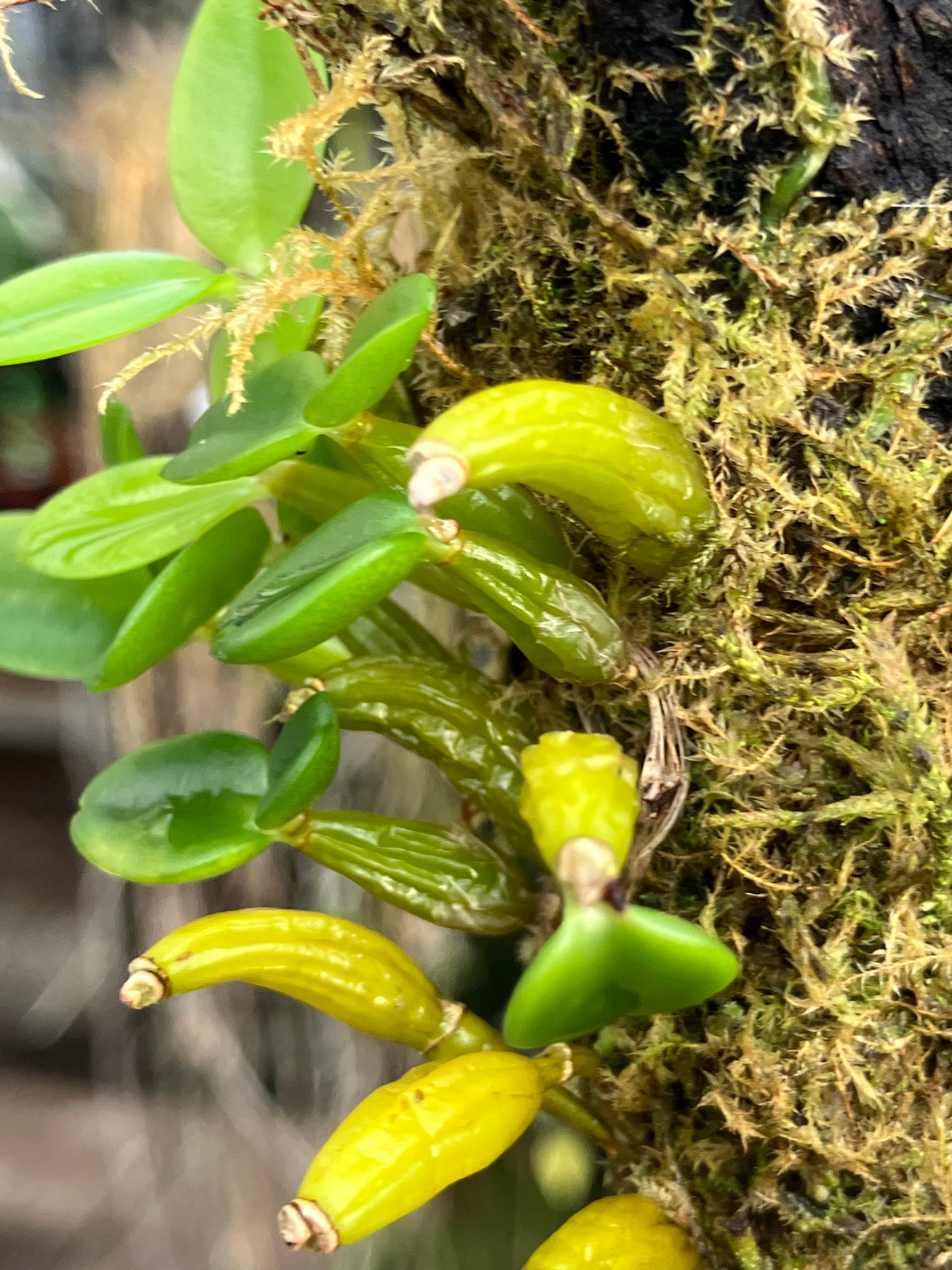 Dendrobium Quadrangulare