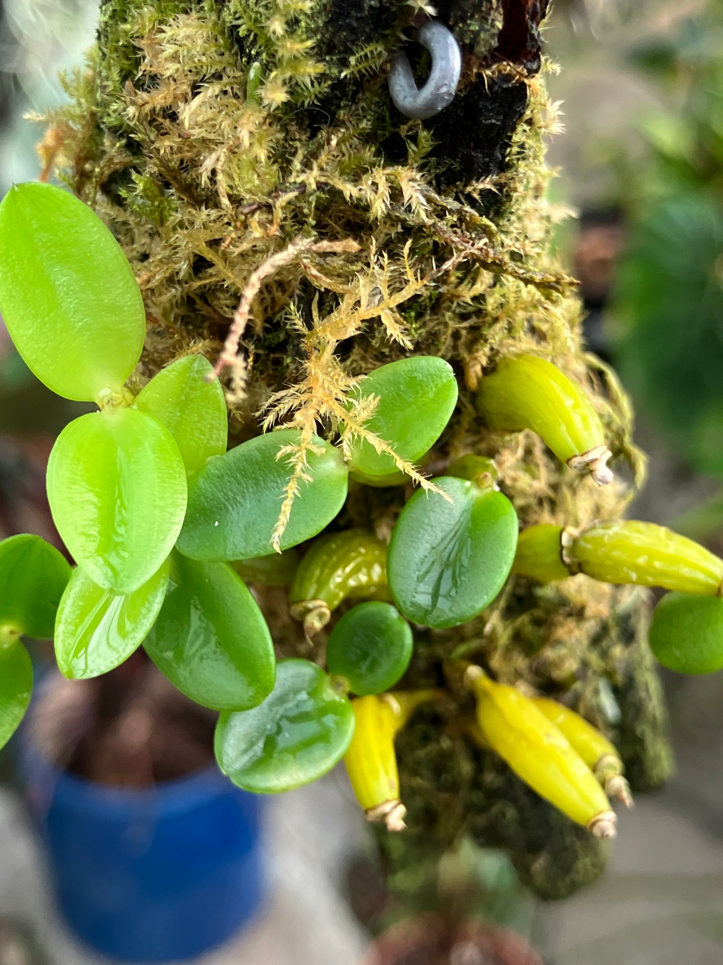 Dendrobium Quadrangulare