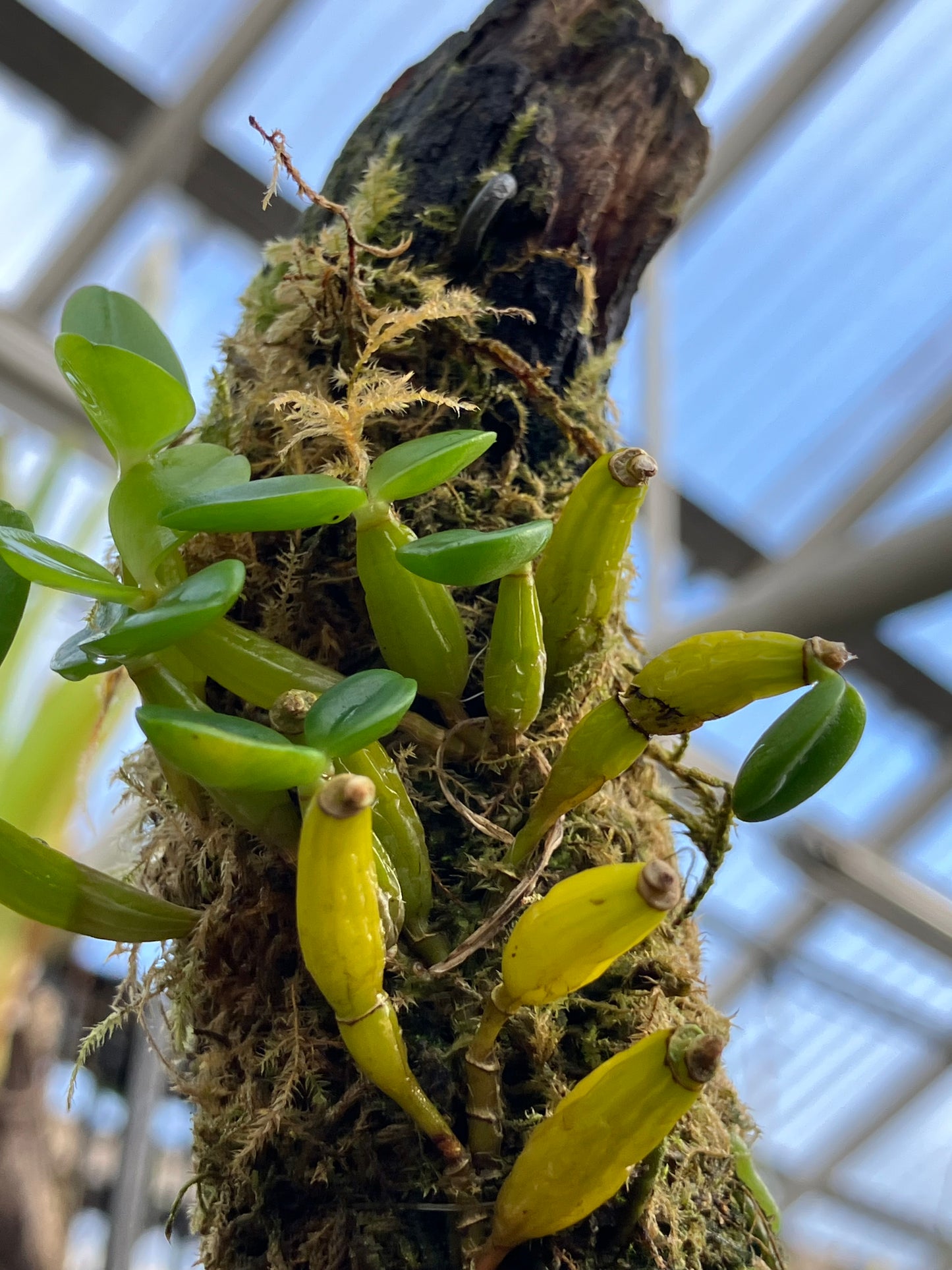 Dendrobium Quadrangulare