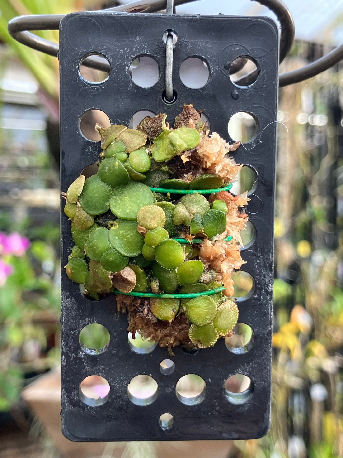 Conchidium Spirodelum