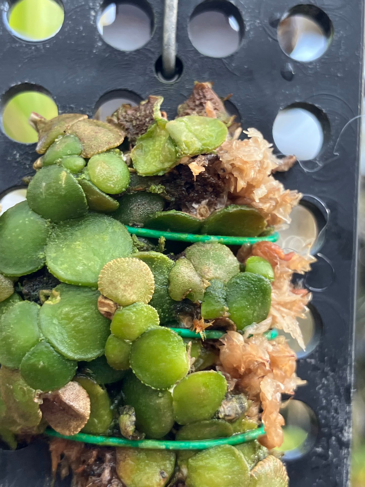 Conchidium Spirodelum