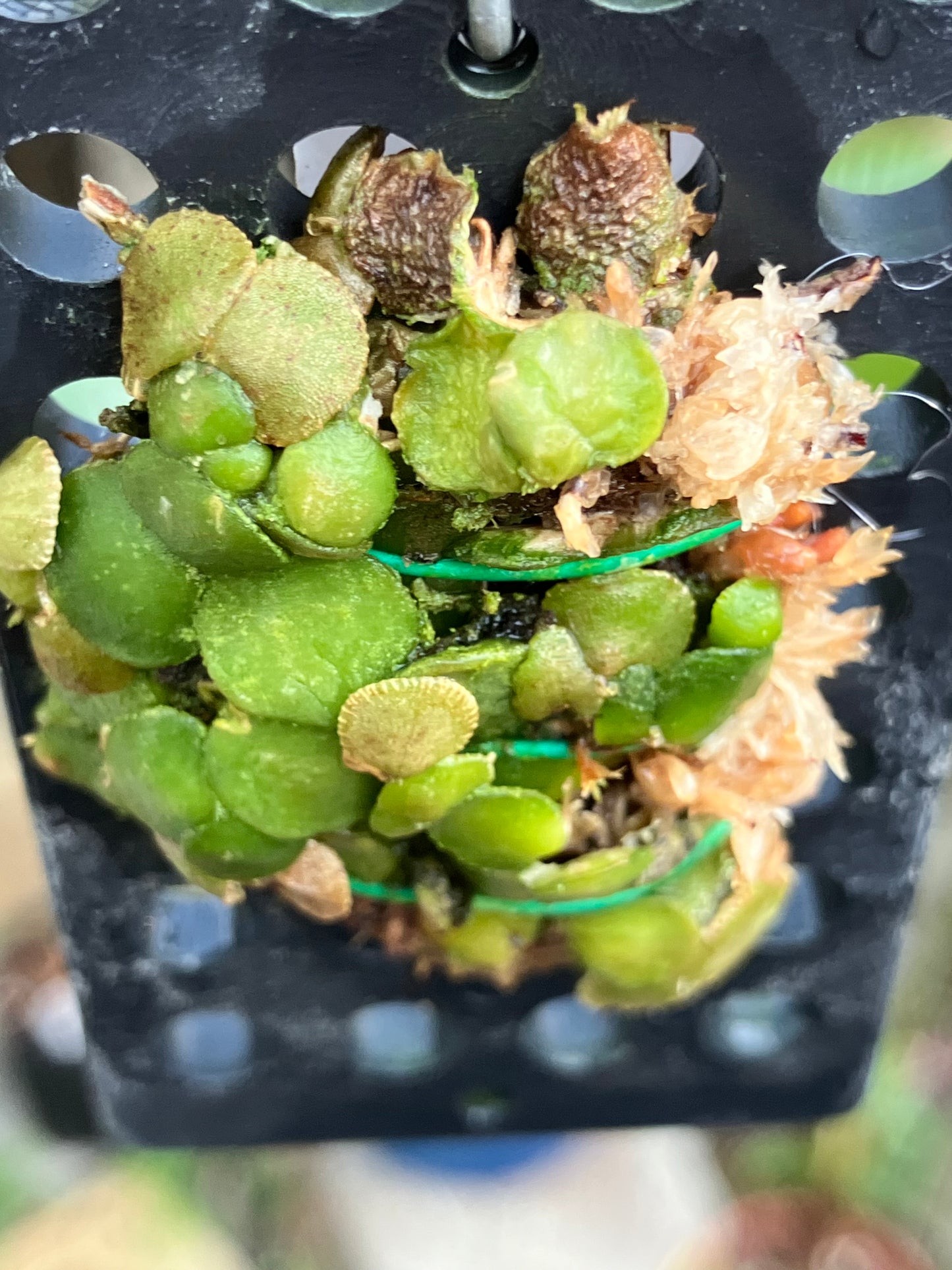 Conchidium Spirodelum