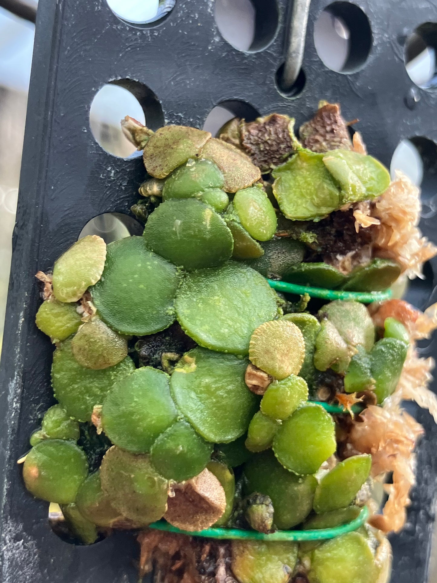 Conchidium Spirodelum