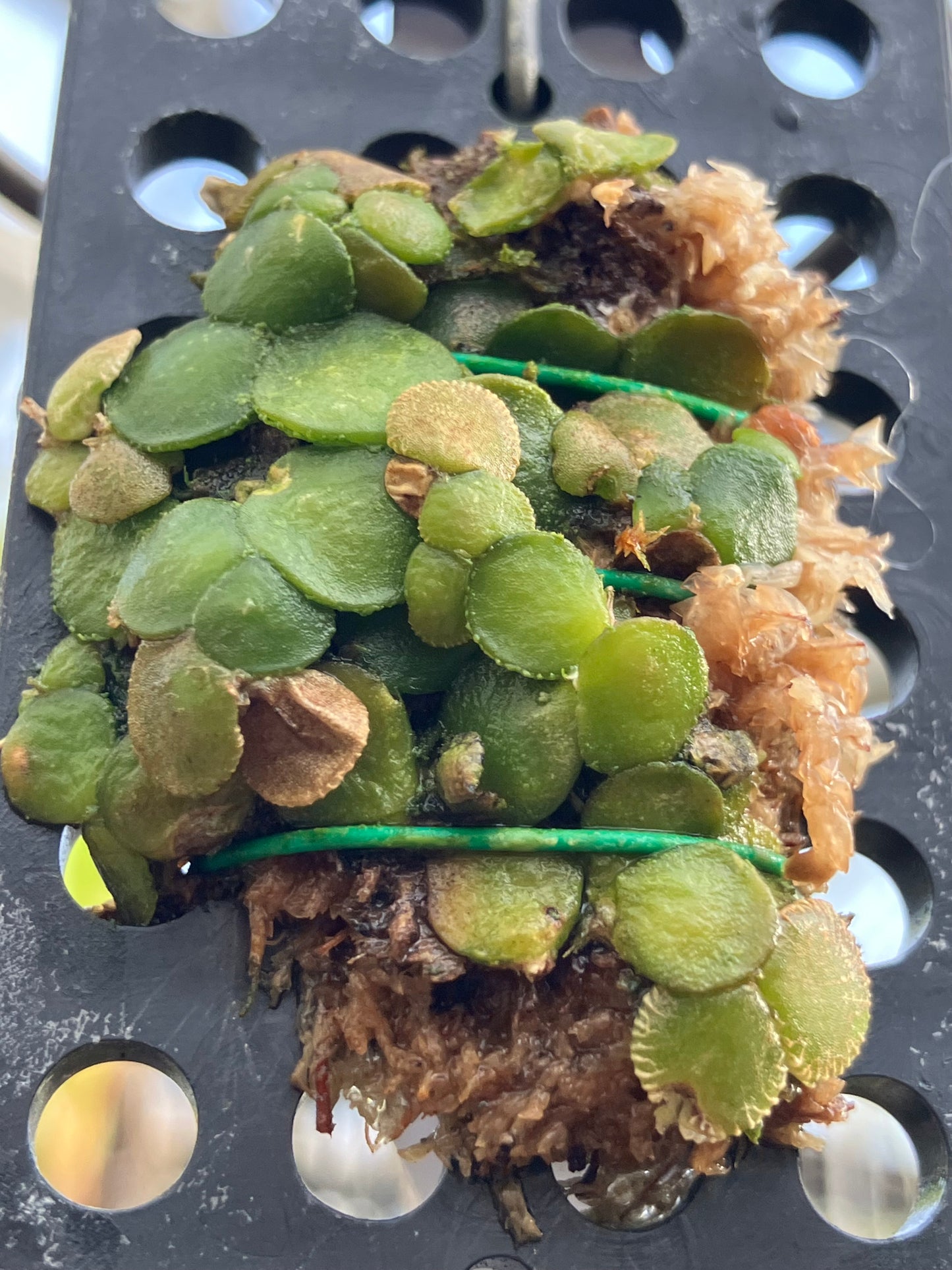 Conchidium Spirodelum