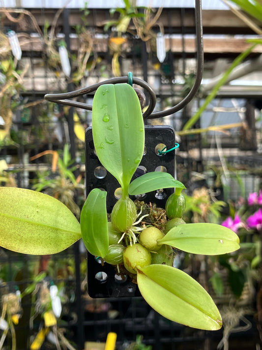 Bulbophyllum Coweniorum