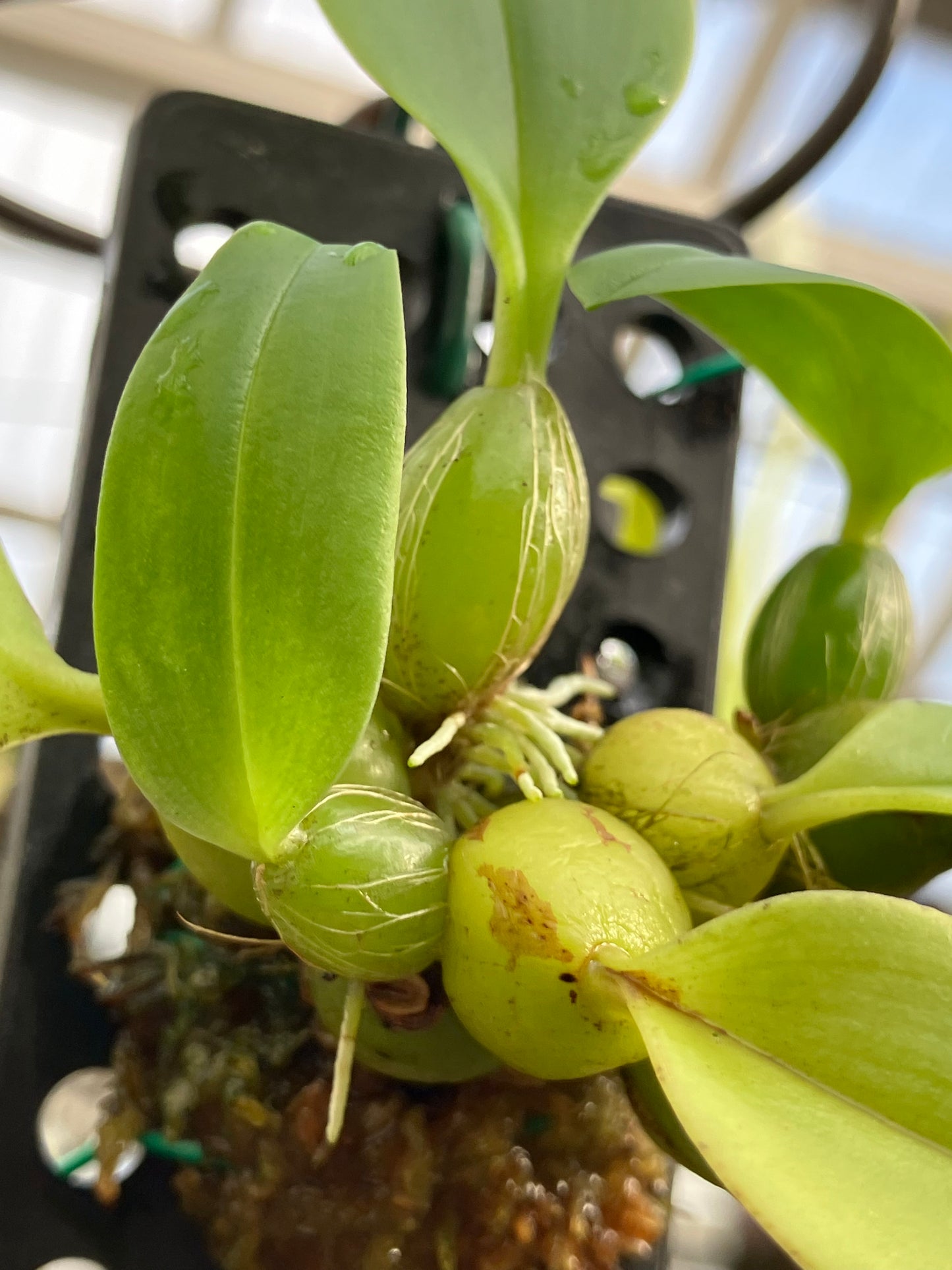 Bulbophyllum Coweniorum
