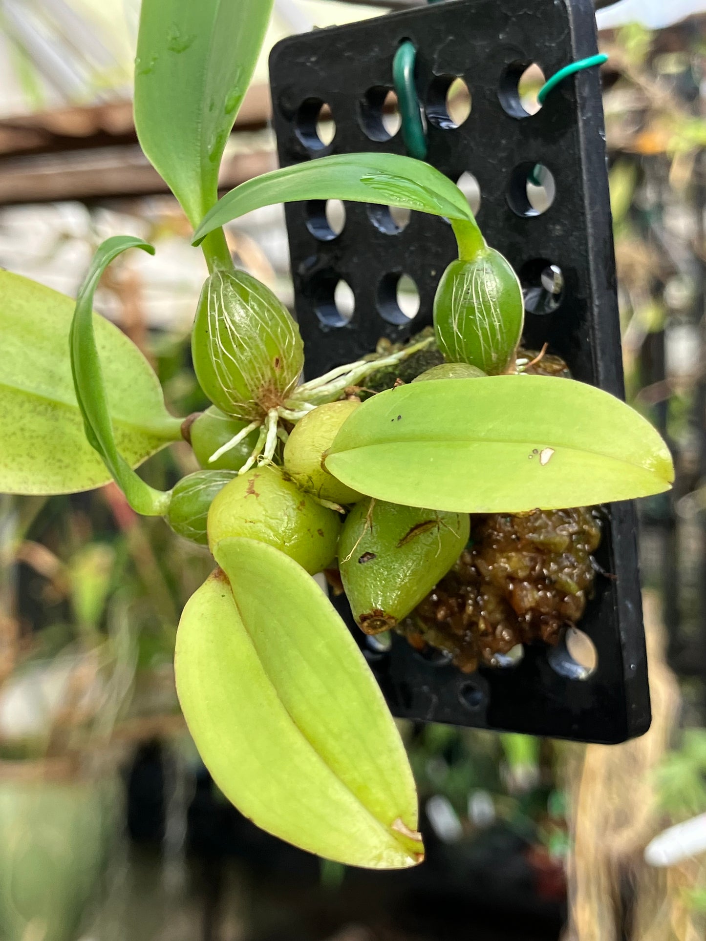 Bulbophyllum Coweniorum