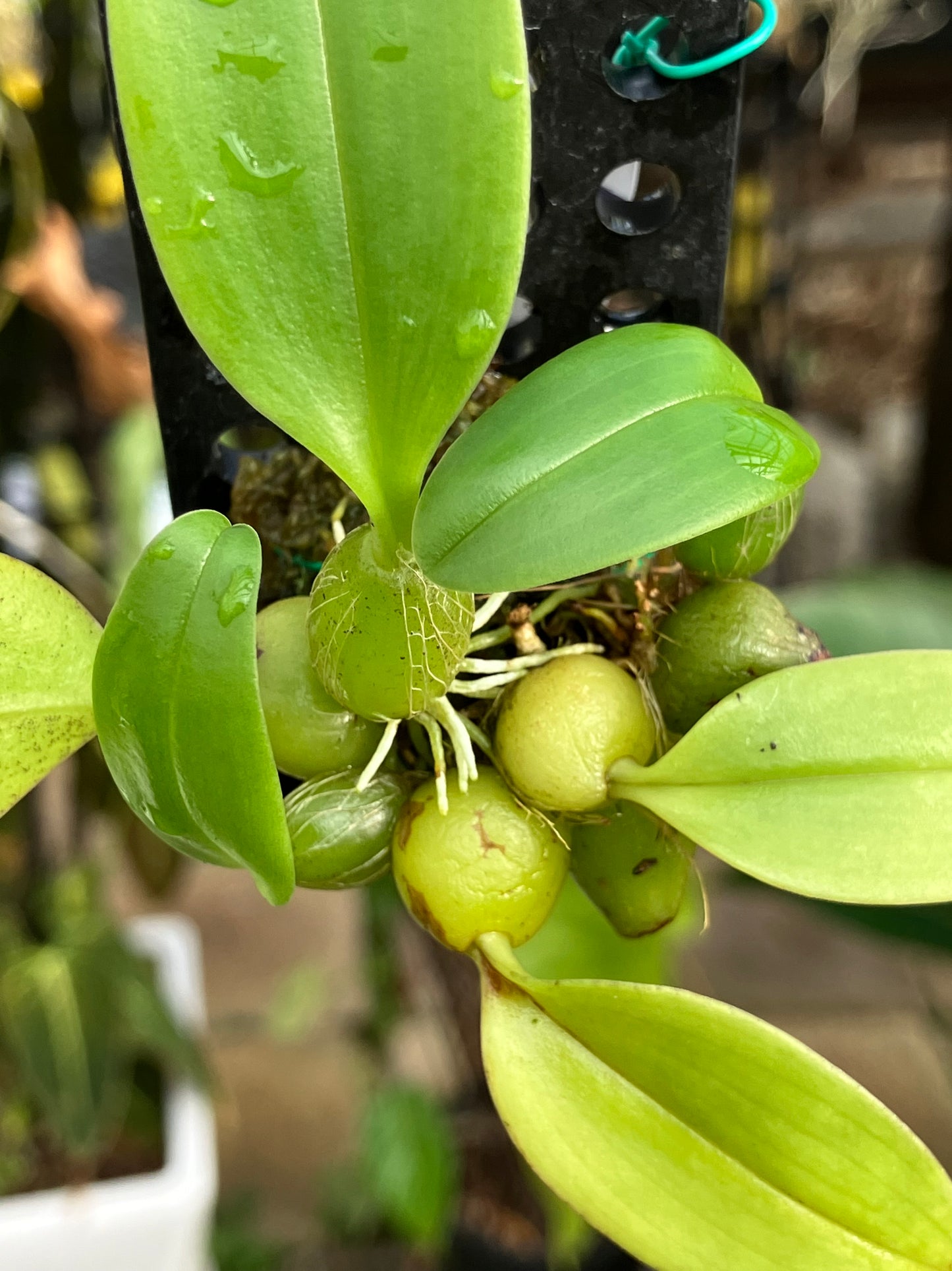 Bulbophyllum Coweniorum