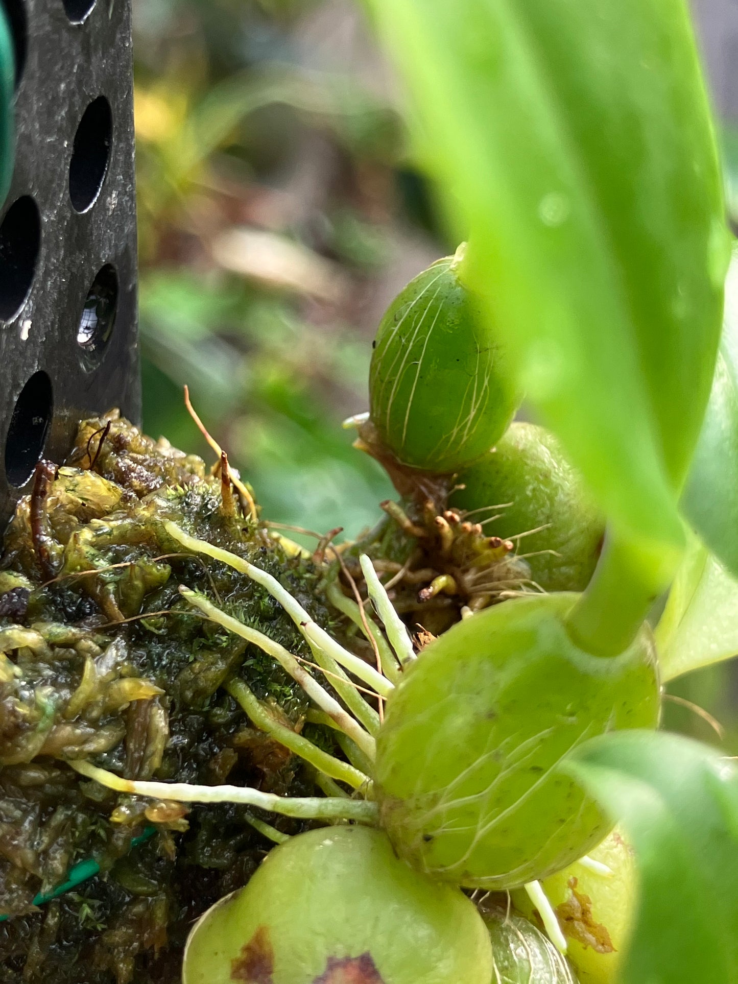 Bulbophyllum Coweniorum