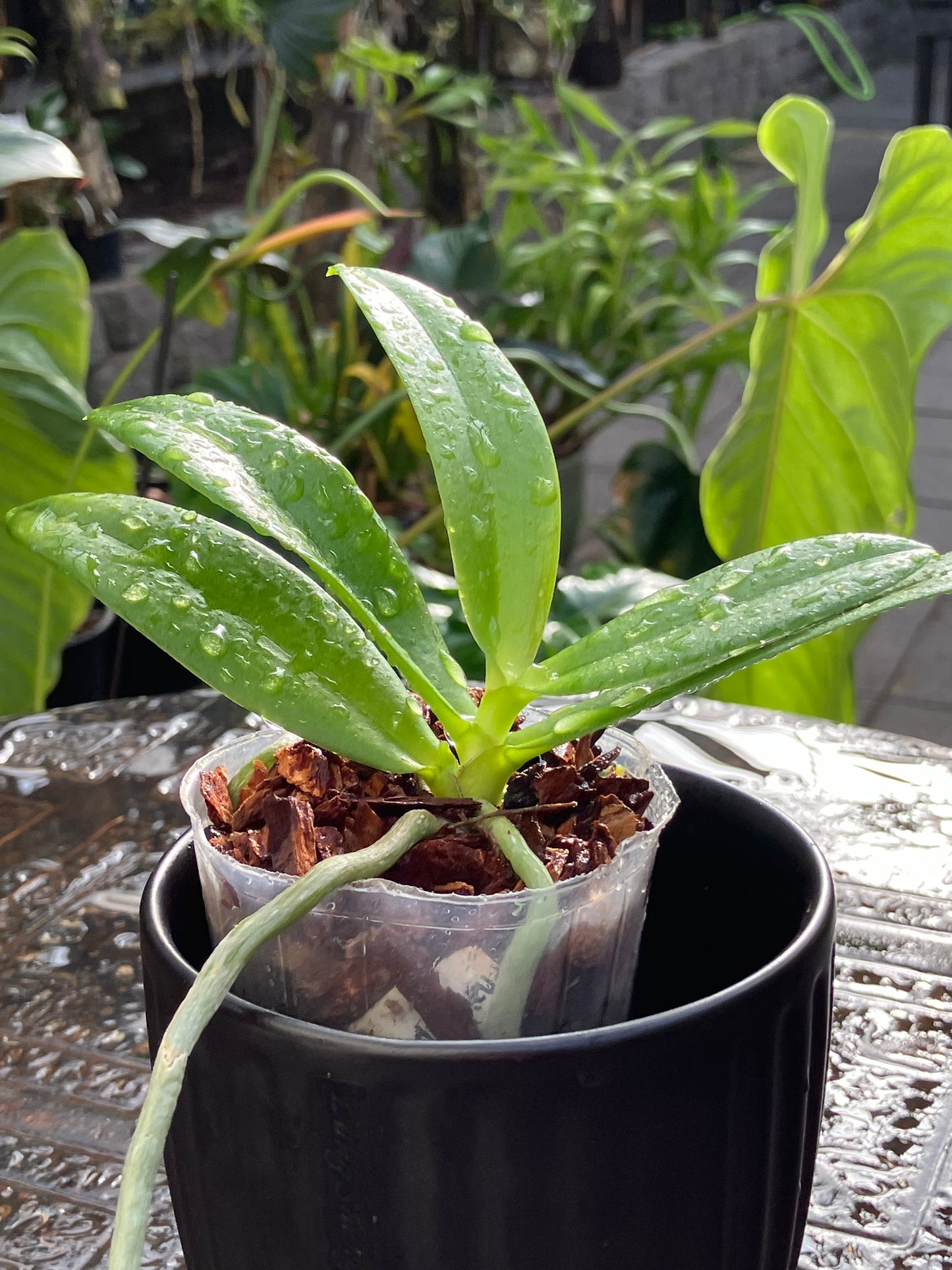 Phalaenopsis Yaphon Magic Angel