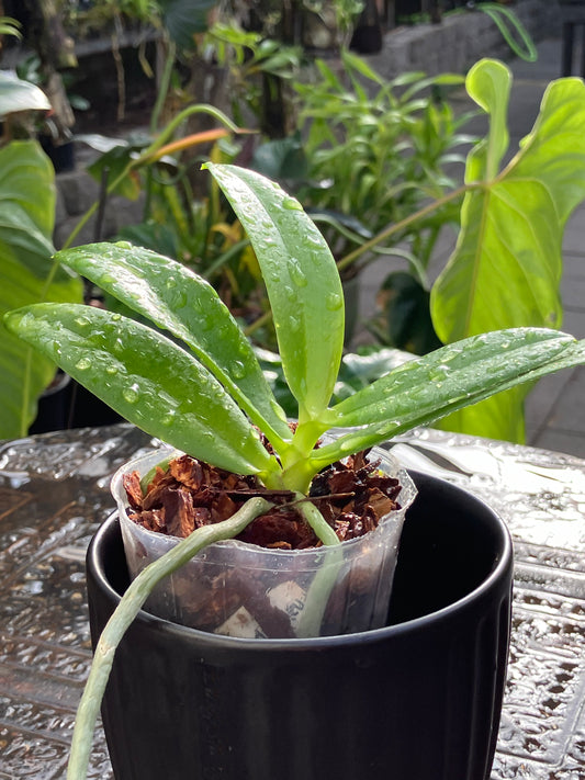 Phalaenopsis Yaphon Magic Angel