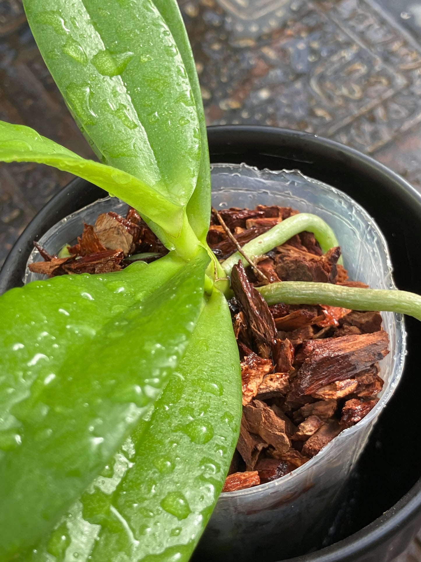 Phalaenopsis Yaphon Magic Angel