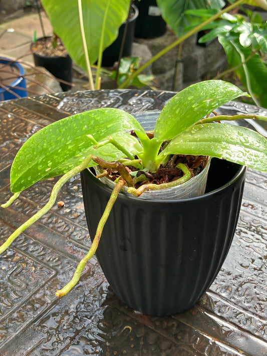 Phalaenopsis Pulchra (Sib)