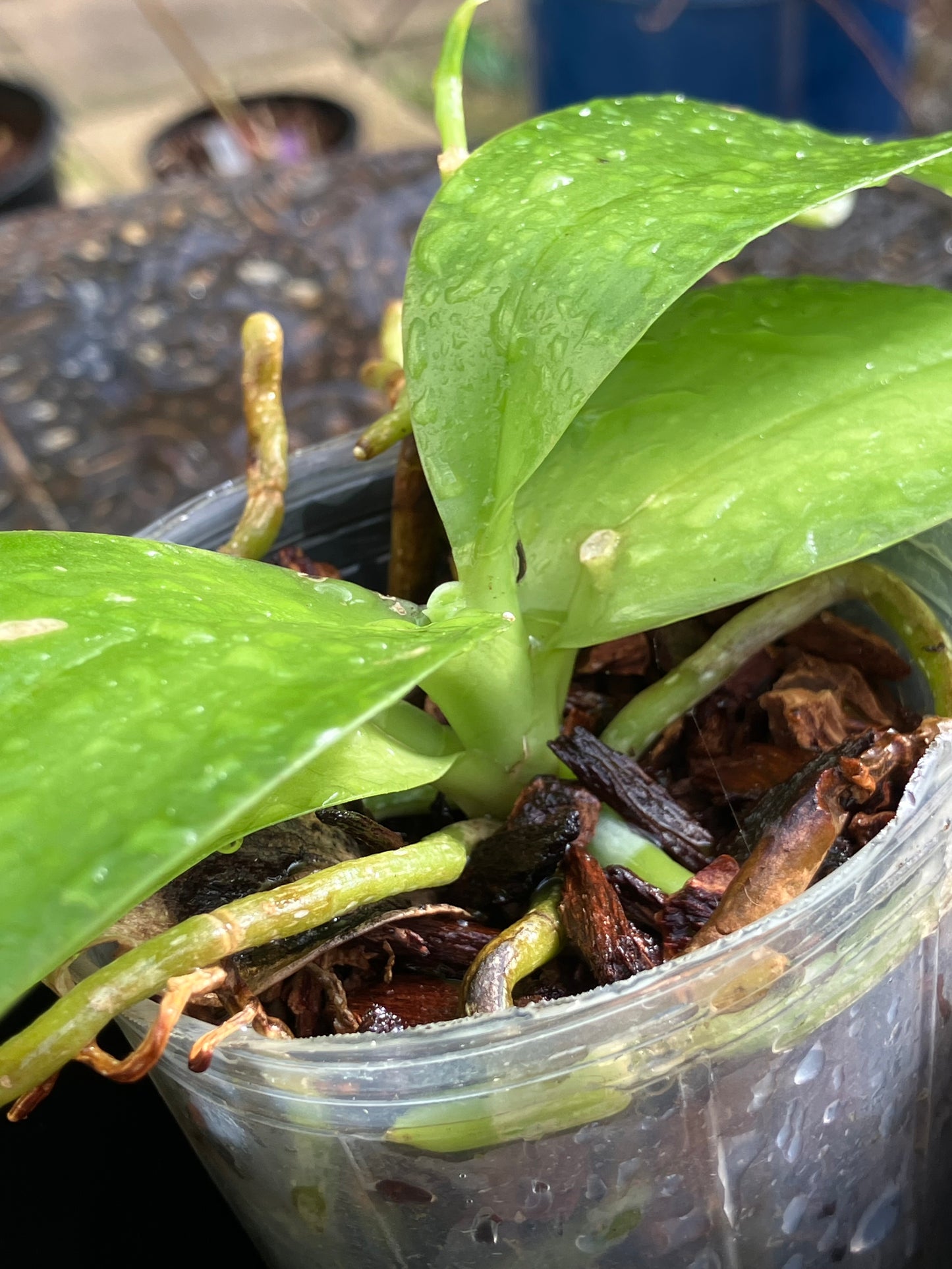 Phalaenopsis Pulchra (Sib)