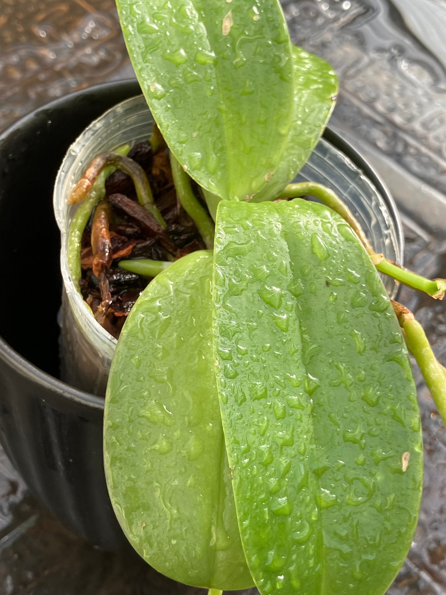 Phalaenopsis Pulchra (Sib)