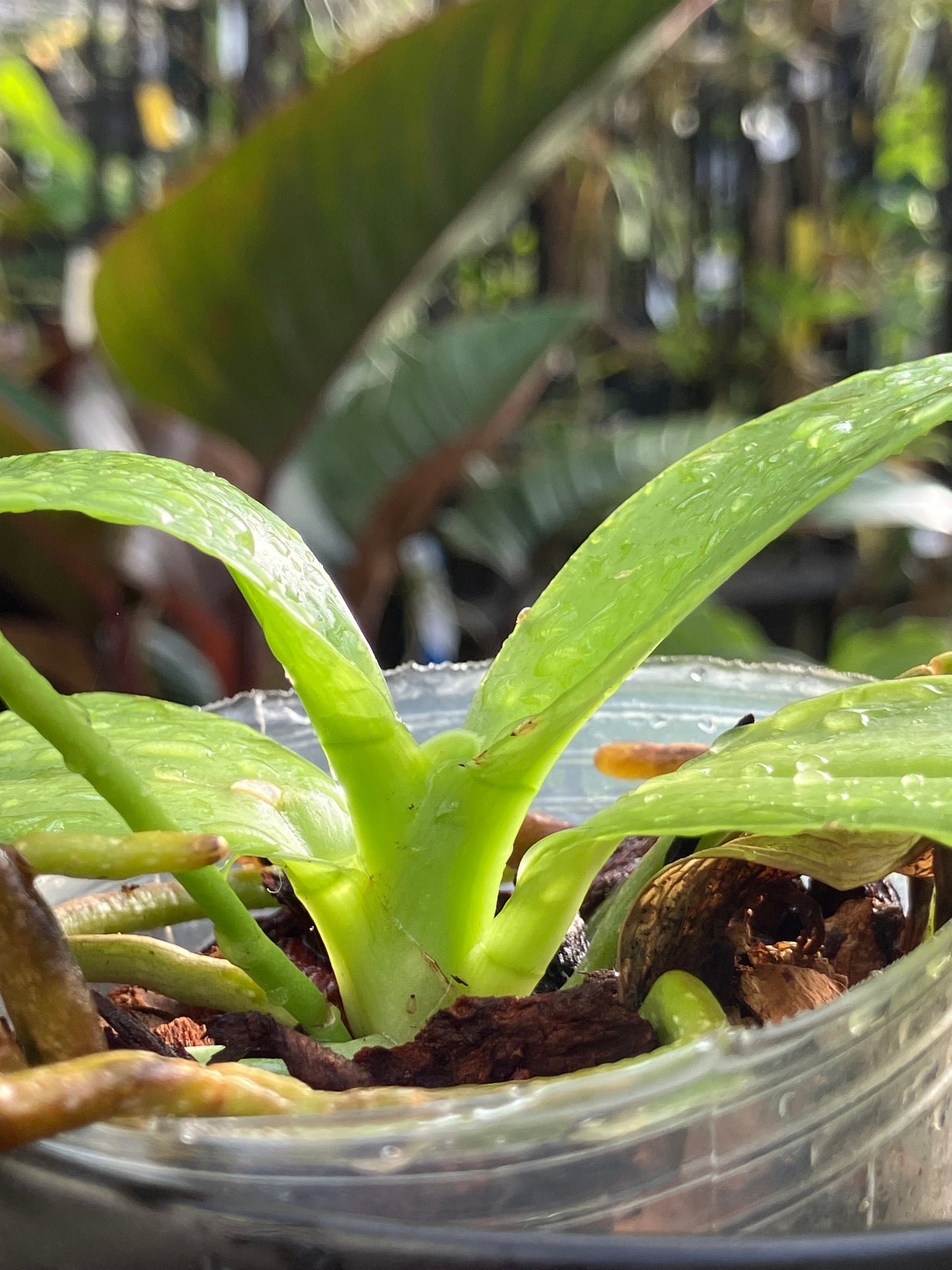 Phalaenopsis Pulchra (Sib)
