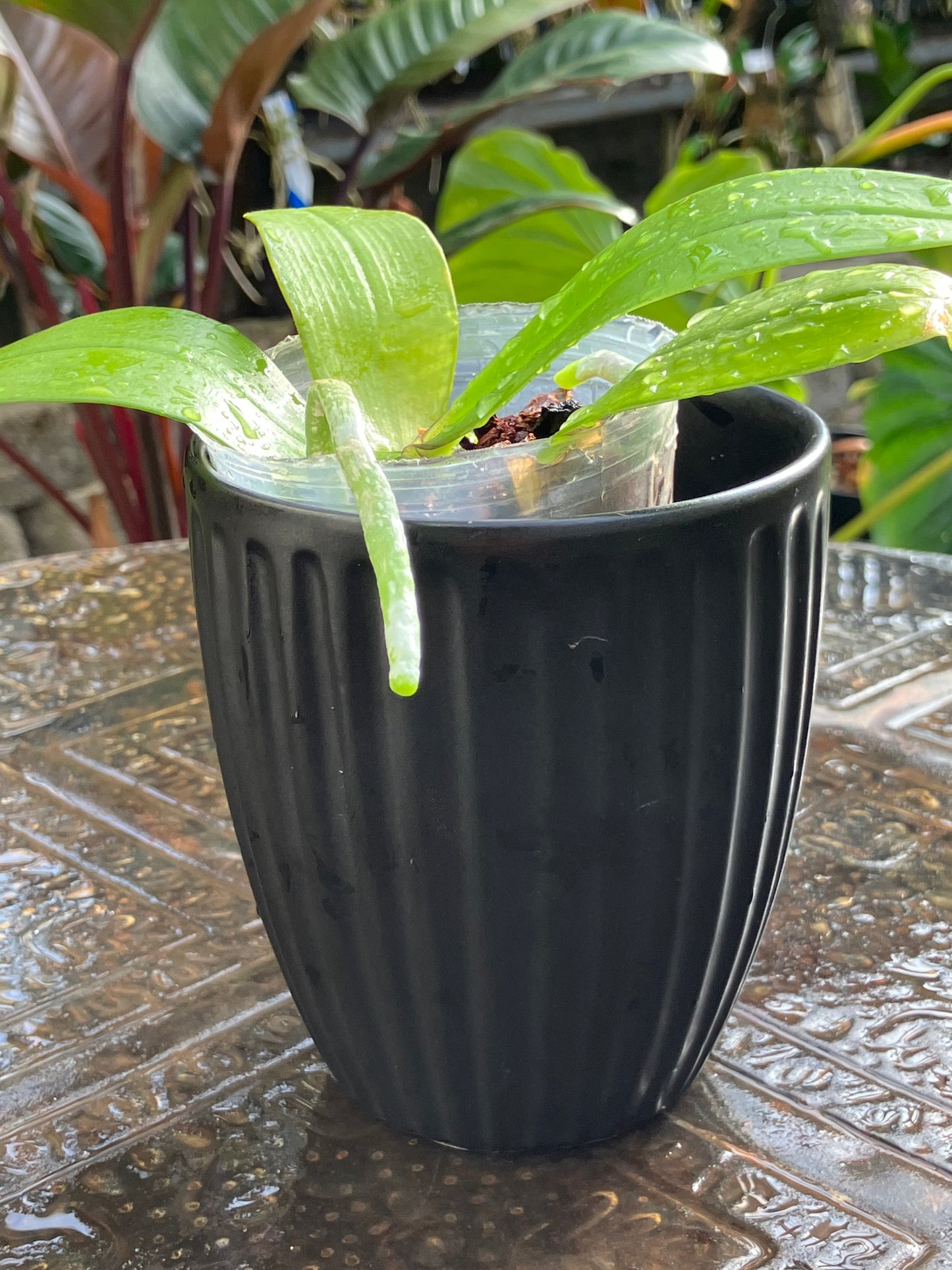 Phalaenopsis Mannii Black