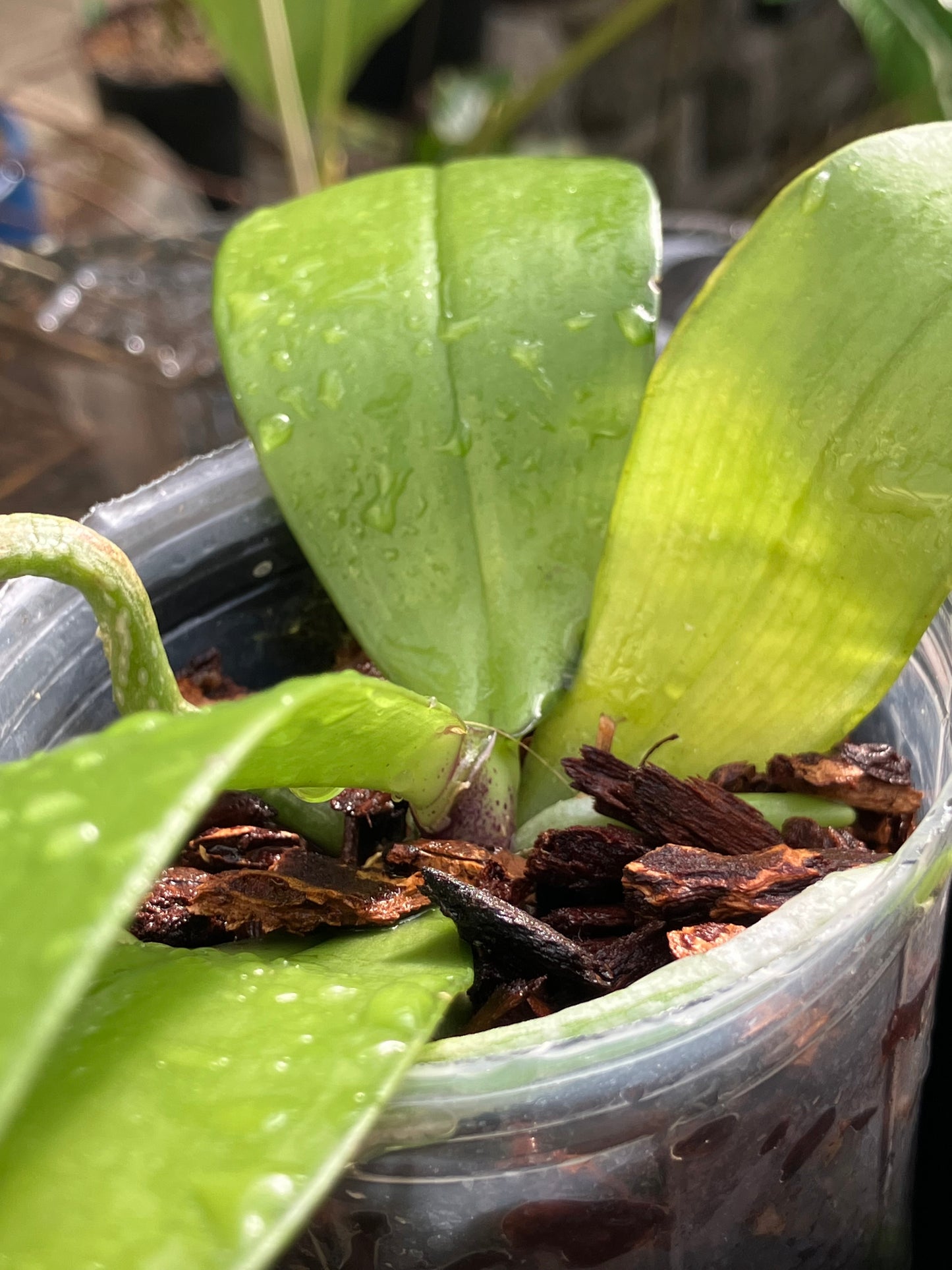 Phalaenopsis Mannii Black