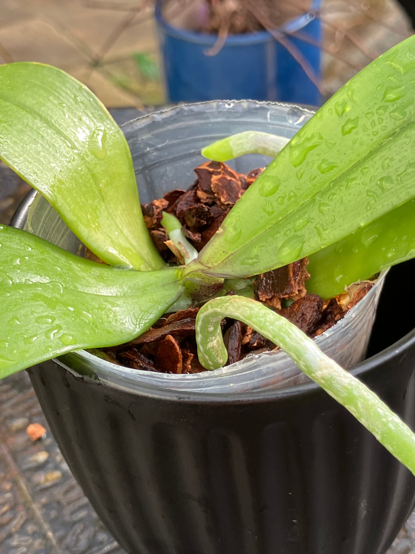 Phalaenopsis Mannii Black