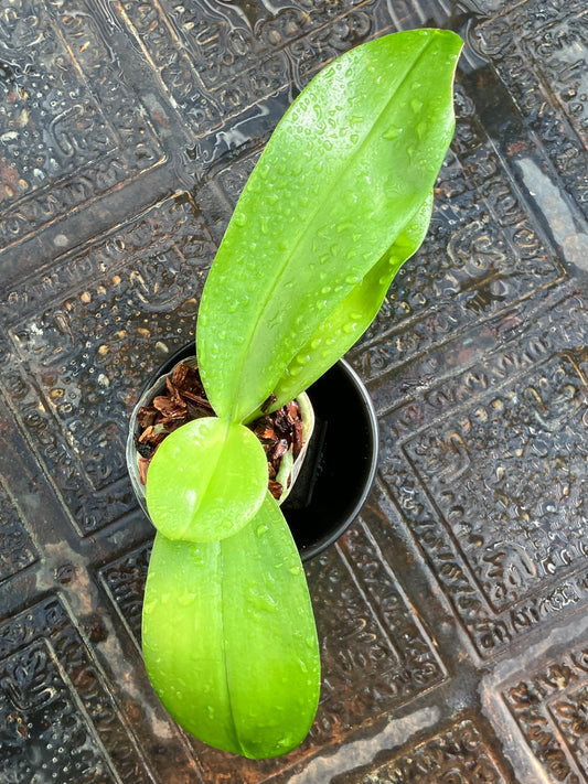 Phalaenopsis FANGtastic Green Envy