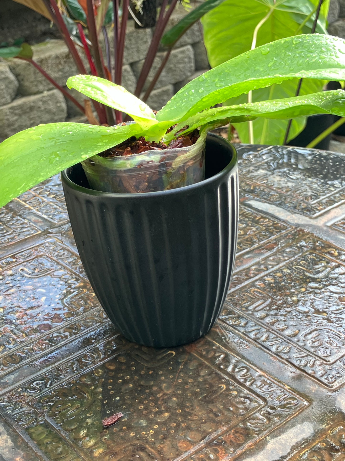 Phalaenopsis FANGtastic Green Envy