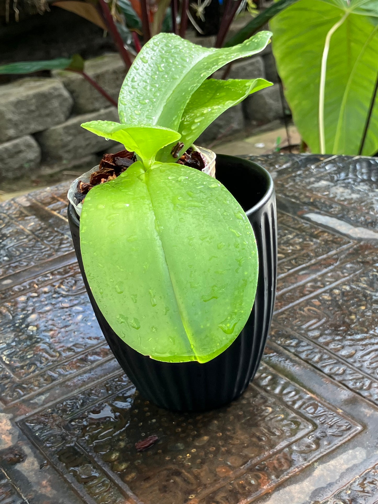 Phalaenopsis FANGtastic Green Envy