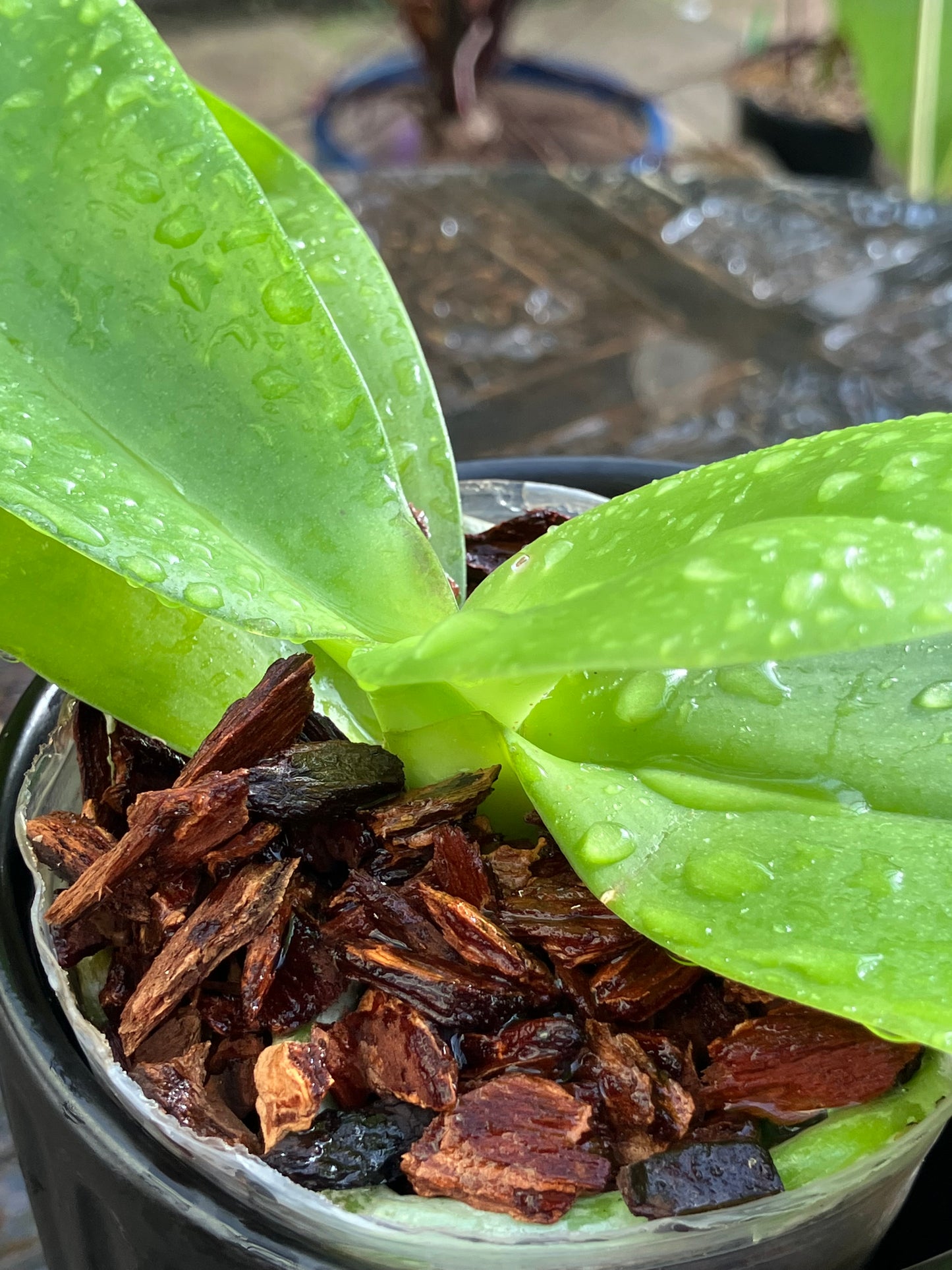 Phalaenopsis FANGtastic Green Envy