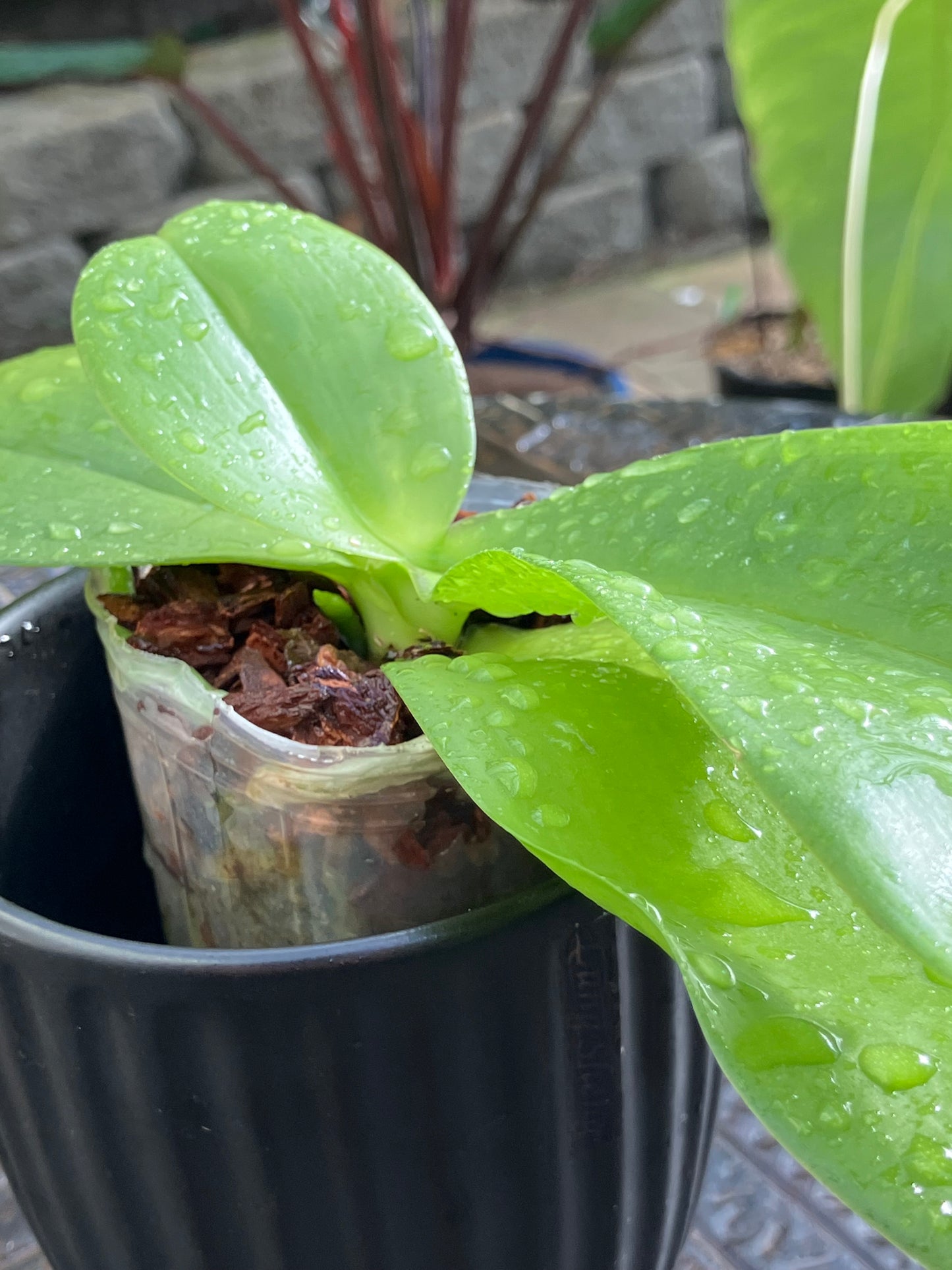 Phalaenopsis FANGtastic Green Envy
