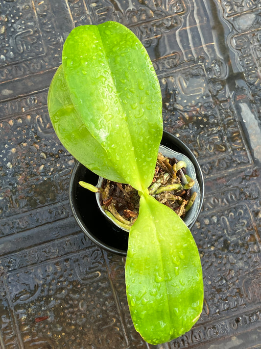 Phalaenopsis Yaphon Gelacea (MC)