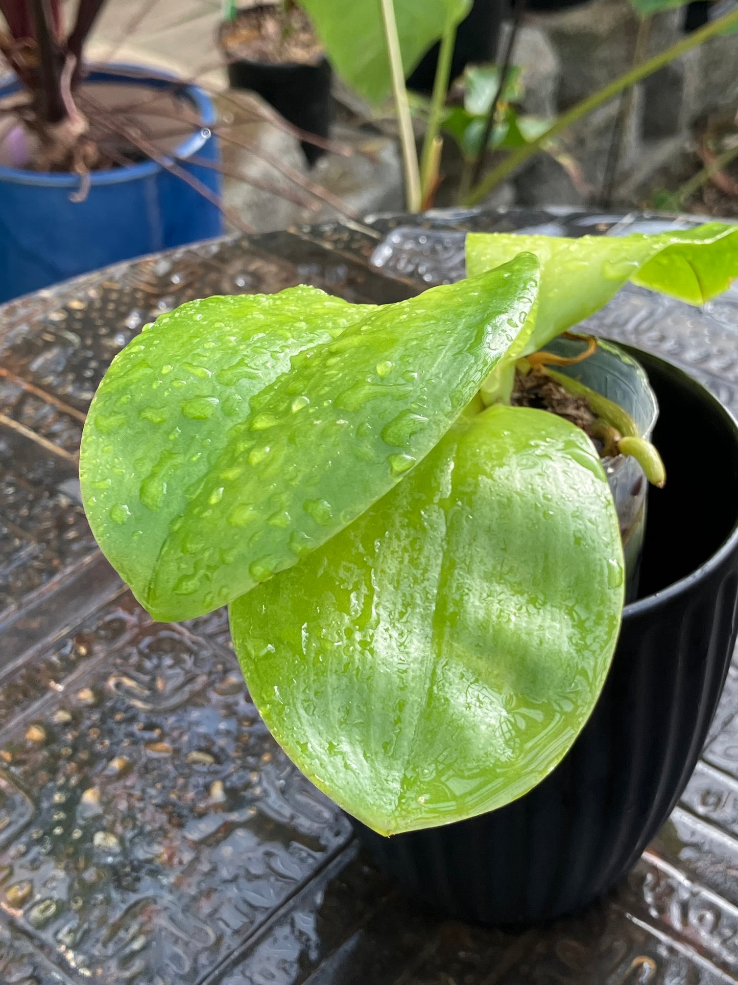 Phalaenopsis Yaphon Gelacea (MC)