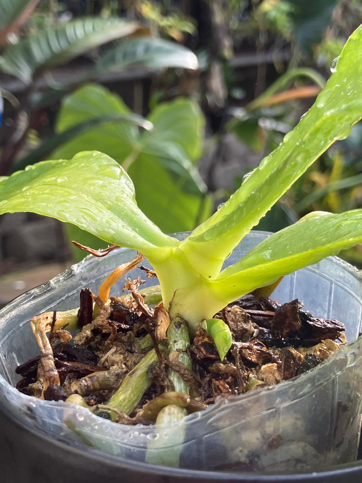 Phalaenopsis Yaphon Gelacea (MC)