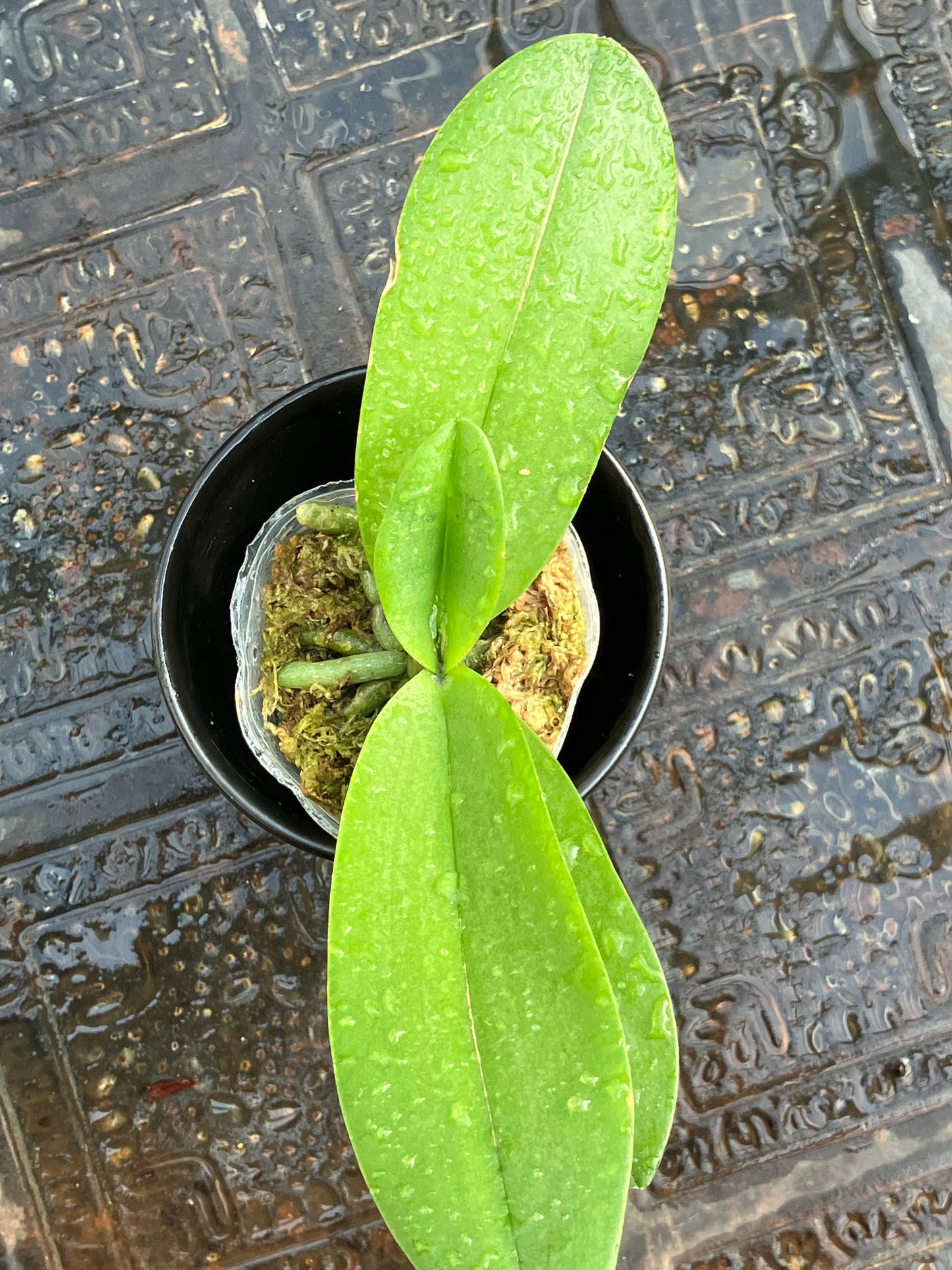 Phalaenopsis Pulcherrima (4N) "Wilson"